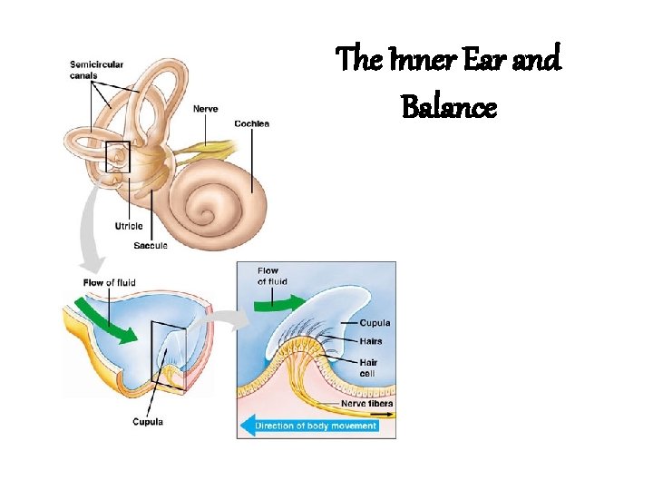 The Inner Ear and Balance The Inner Ear and Balance