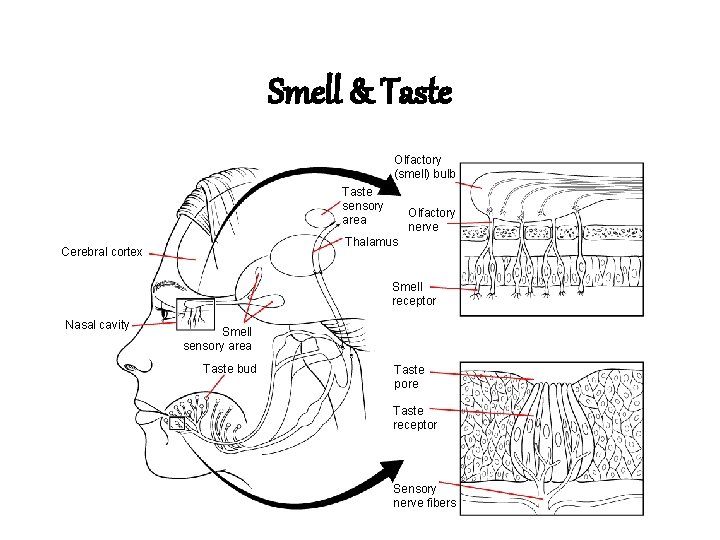 Smell & Taste Olfactory (smell) bulb Taste sensory area Olfactory nerve Thalamus Cerebral cortex Smell & Taste Olfactory (smell) bulb Taste sensory area Olfactory nerve Thalamus Cerebral cortex
