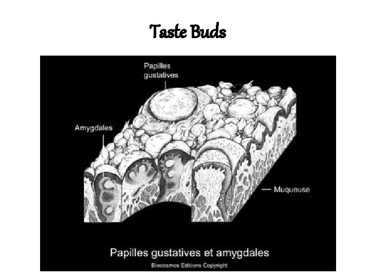 Taste Buds Taste Buds