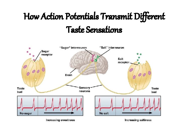 How Action Potentials Transmit Different Taste Sensations How Action Potentials Transmit Different Taste Sensations