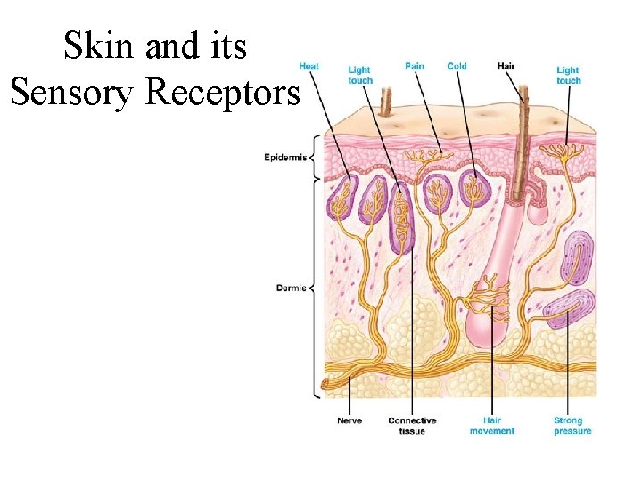 Skin and its Sensory Receptors Skin and its Sensory Receptors