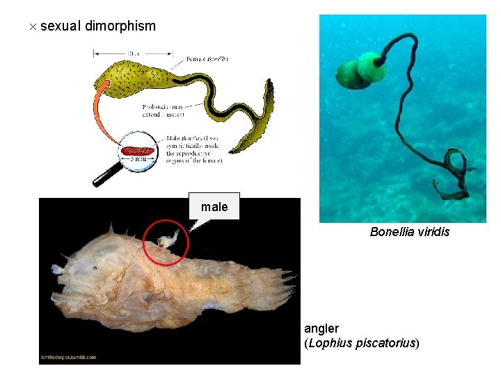  sexual dimorphism male Bonellia viridis angler (Lophius piscatorius) 