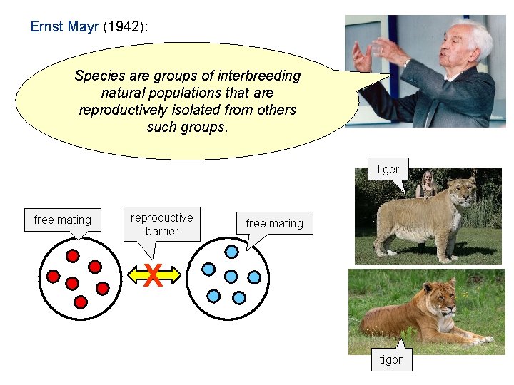 Ernst Mayr (1942): Species are groups of interbreeding natural populations that are reproductively isolated