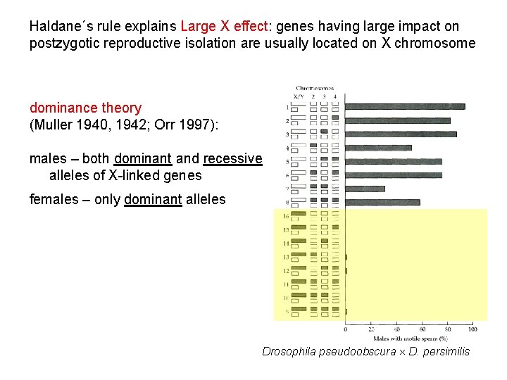 Haldane´s rule explains Large X effect: genes having large impact on postzygotic reproductive isolation
