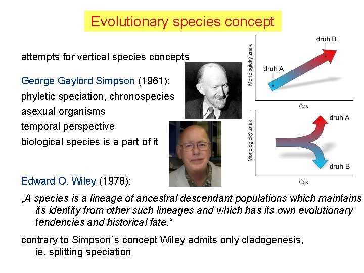 Evolutionary species concept attempts for vertical species concepts George Gaylord Simpson (1961): phyletic speciation,