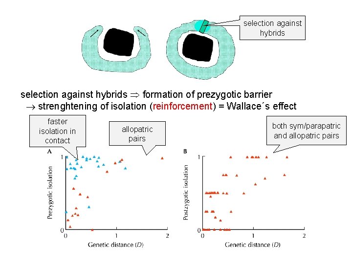 selection against hybrids formation of prezygotic barrier strenghtening of isolation (reinforcement) = Wallace´s effect