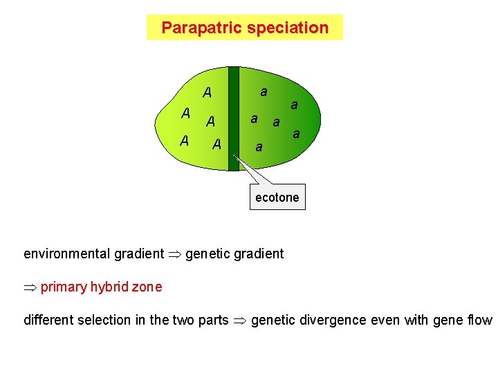 Parapatric speciation a A A A a a a ecotone environmental gradient genetic gradient