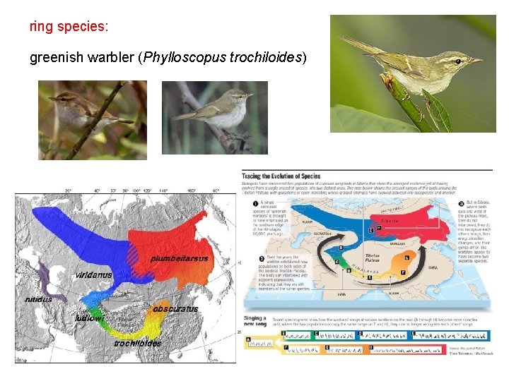 ring species: greenish warbler (Phylloscopus trochiloides) 