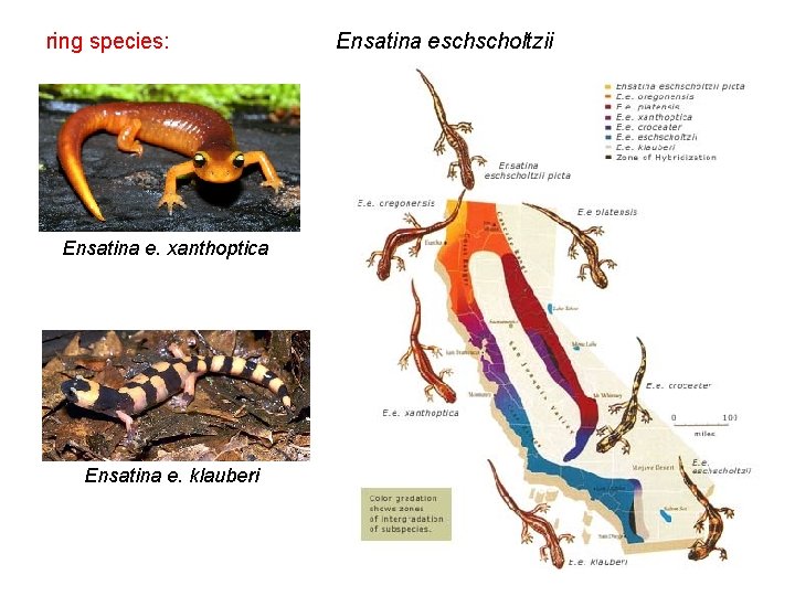 ring species: Ensatina e. xanthoptica Ensatina e. klauberi Ensatina eschscholtzii 