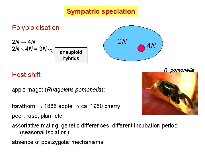 Sympatric speciation Polyploidisation 2 N 4 N = 3 N 2 N 4 N