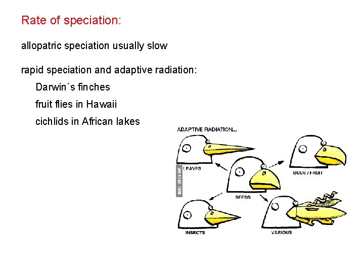 Rate of speciation: allopatric speciation usually slow rapid speciation and adaptive radiation: Darwin´s finches