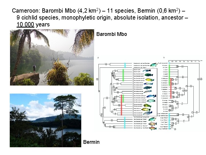 Cameroon: Barombi Mbo (4, 2 km 2) – 11 species, Bermin (0, 6 km