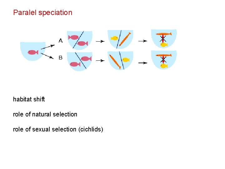 Paralel speciation habitat shift role of natural selection role of sexual selection (cichlids) 