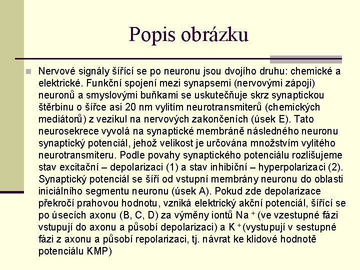 Popis obrázku n Nervové signály šířící se po neuronu jsou dvojího druhu: chemické a