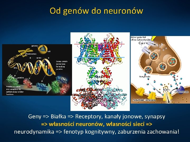 Od genów do neuronów Geny => Białka => Receptory, kanały jonowe, synapsy => własności