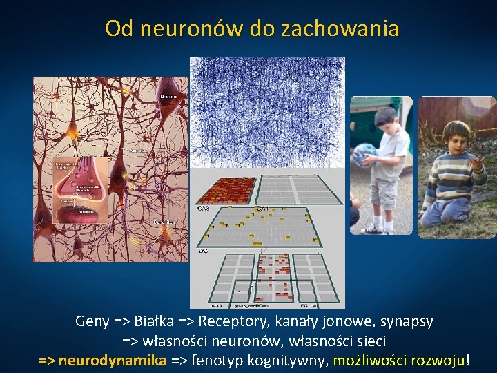 Od neuronów do zachowania Geny => Białka => Receptory, kanały jonowe, synapsy => własności