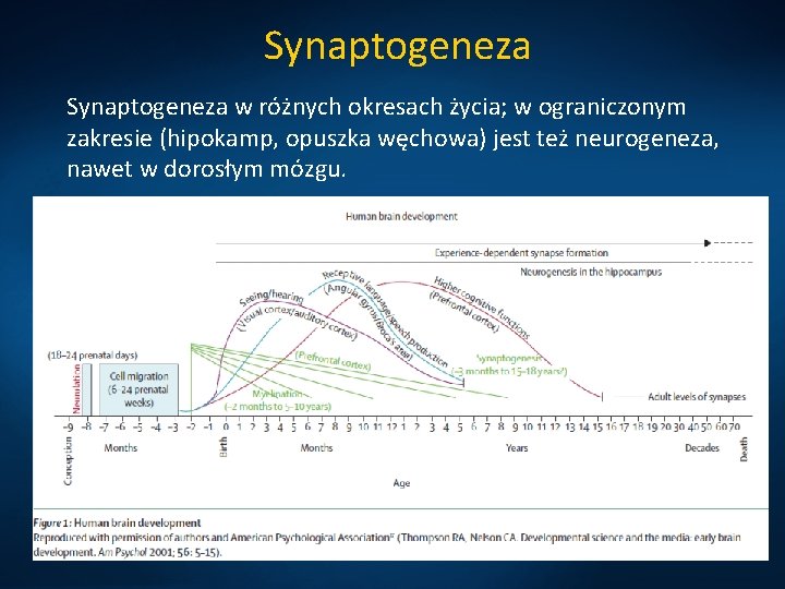 Synaptogeneza w różnych okresach życia; w ograniczonym zakresie (hipokamp, opuszka węchowa) jest też neurogeneza,