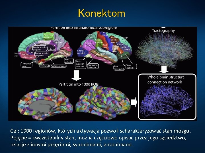 Konektom Cel: 1000 regionów, których aktywacja pozwoli scharakteryzować stan mózgu. Pojęcie = kwazistabilny stan,