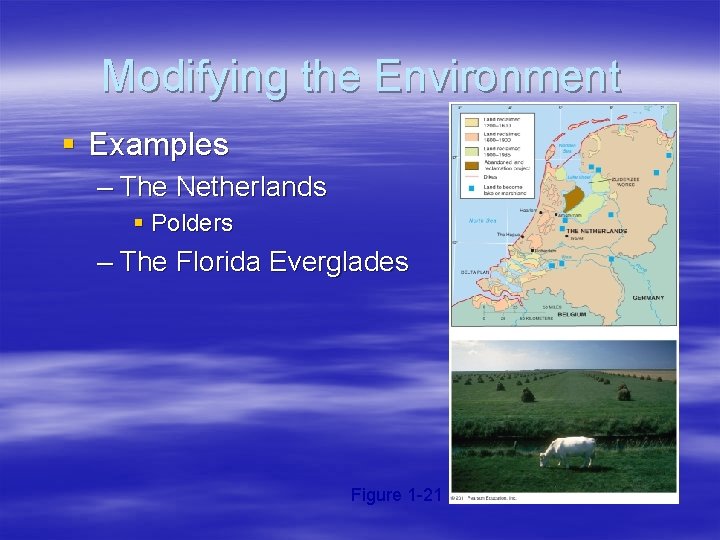 Modifying the Environment § Examples – The Netherlands § Polders – The Florida Everglades