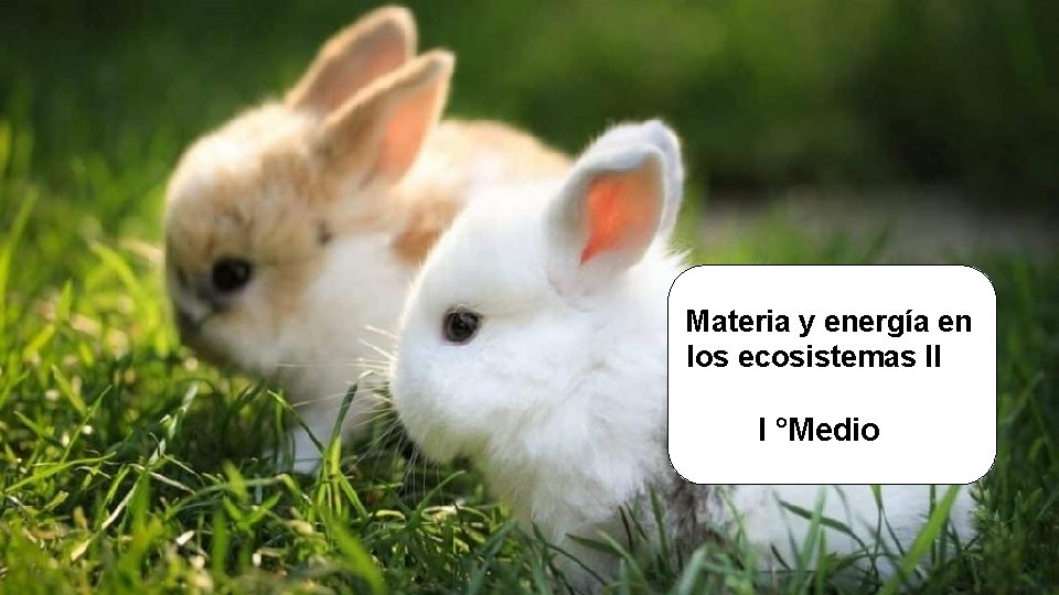 Materia y energía en los ecosistemas II I °Medio Materia y energía en los ecosistemas II I °Medio