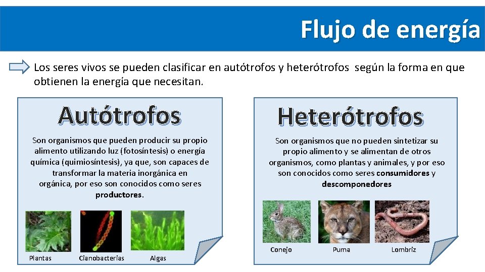 Flujo de energía Los seres vivos se pueden clasificar en autótrofos y heterótrofos según Flujo de energía Los seres vivos se pueden clasificar en autótrofos y heterótrofos según