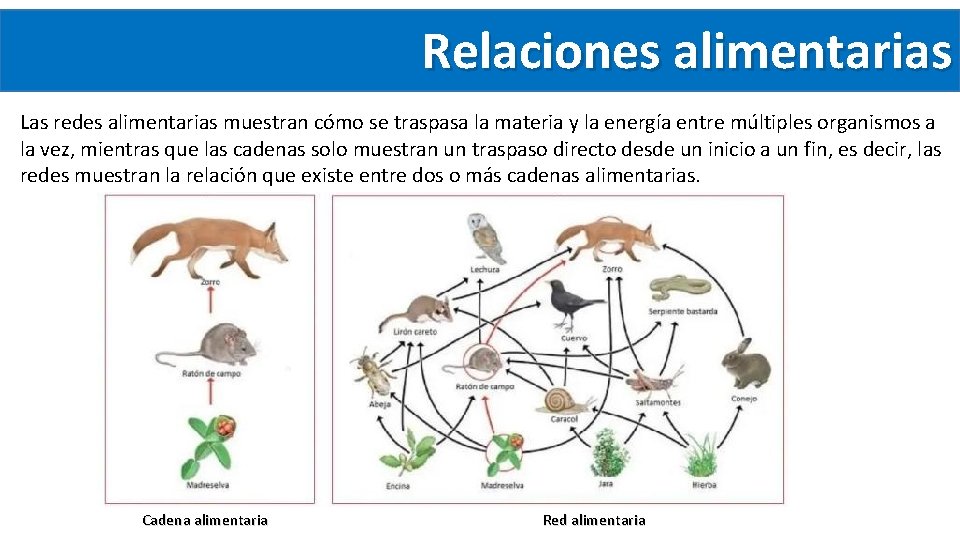 Relaciones alimentarias Las redes alimentarias muestran cómo se traspasa la materia y la energía Relaciones alimentarias Las redes alimentarias muestran cómo se traspasa la materia y la energía