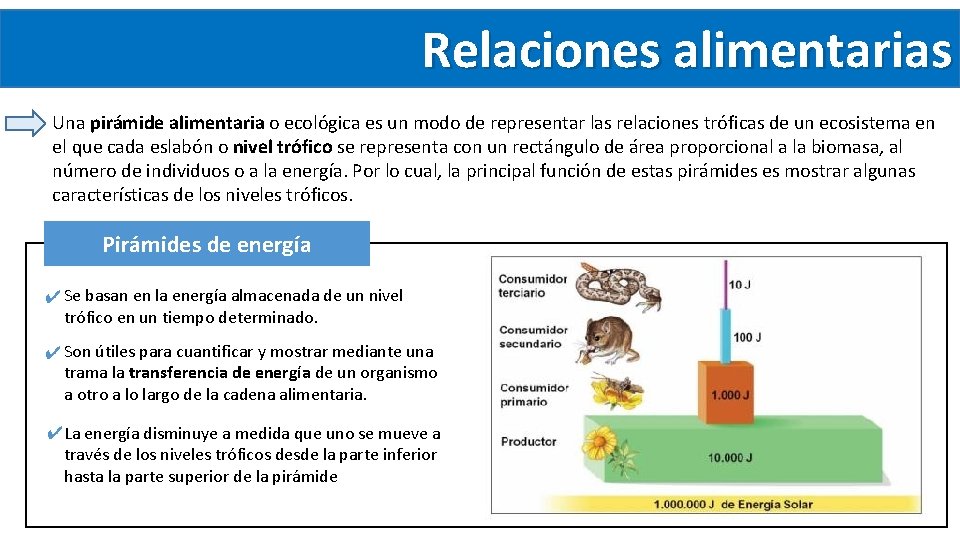 Relaciones alimentarias Una pirámide alimentaria o ecológica es un modo de representar las relaciones Relaciones alimentarias Una pirámide alimentaria o ecológica es un modo de representar las relaciones