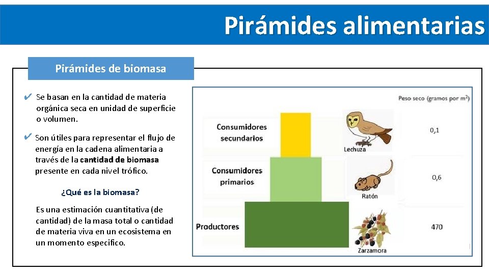 Pirámides alimentarias Pirámides de biomasa ✔ Se basan en la cantidad de materia orgánica Pirámides alimentarias Pirámides de biomasa ✔ Se basan en la cantidad de materia orgánica
