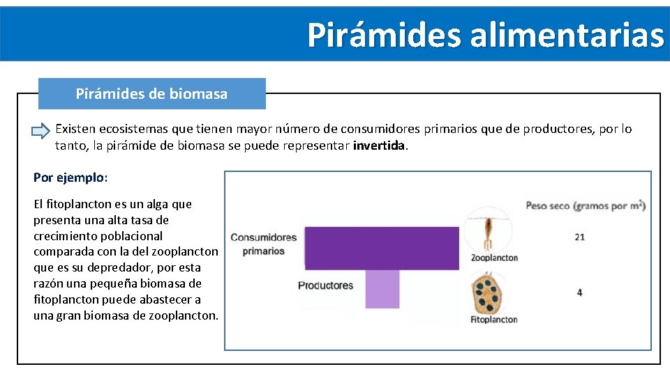 Pirámides alimentarias Pirámides de biomasa Existen ecosistemas que tienen mayor número de consumidores primarios Pirámides alimentarias Pirámides de biomasa Existen ecosistemas que tienen mayor número de consumidores primarios