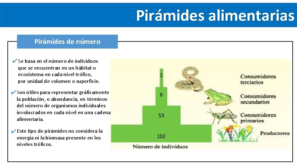 Pirámides alimentarias Pirámides de número ✔ Se basa en el número de individuos que Pirámides alimentarias Pirámides de número ✔ Se basa en el número de individuos que