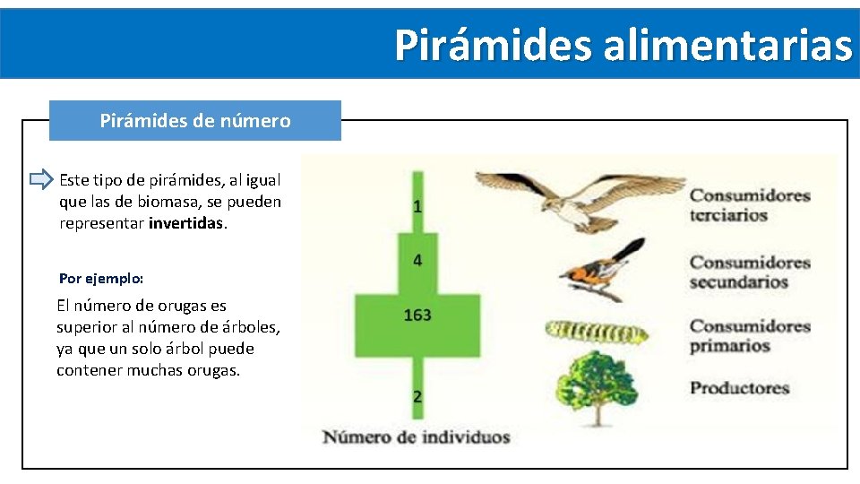 Pirámides alimentarias Pirámides de número Este tipo de pirámides, al igual que las de Pirámides alimentarias Pirámides de número Este tipo de pirámides, al igual que las de