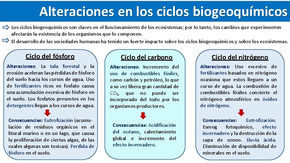 Alteraciones en los ciclos biogeoquímicos Los ciclos biogeoquímicos son claves en el funcionamiento de Alteraciones en los ciclos biogeoquímicos Los ciclos biogeoquímicos son claves en el funcionamiento de