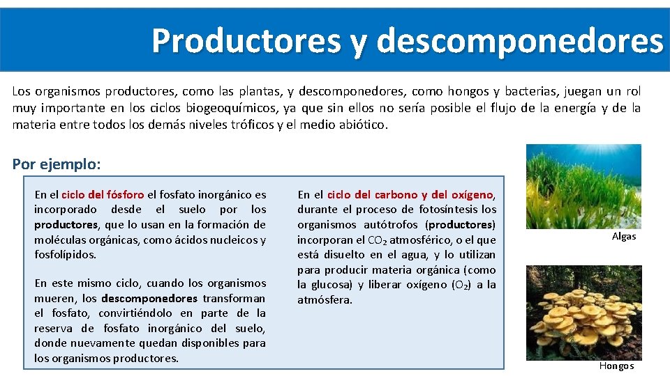Productores y descomponedores Los organismos productores, como las plantas, y descomponedores, como hongos y Productores y descomponedores Los organismos productores, como las plantas, y descomponedores, como hongos y