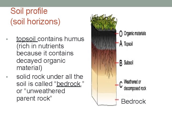 Soil profile (soil horizons) • • topsoil contains humus (rich in nutrients because it