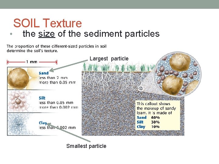  • SOIL Texture the size of the sediment particles Largest particle Smallest particle