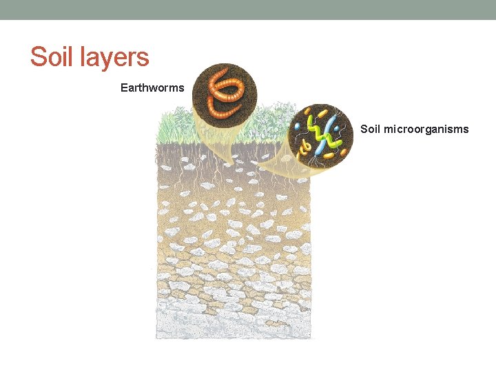 Soil layers Earthworms Soil microorganisms 