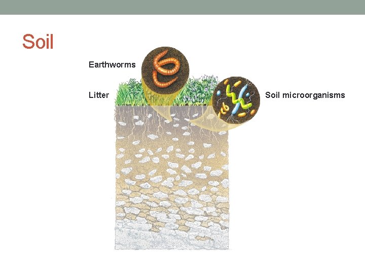 Soil Earthworms Litter Soil microorganisms 