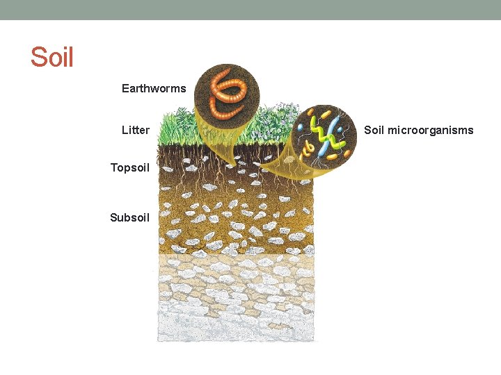 Soil Earthworms Litter Topsoil Subsoil Soil microorganisms 
