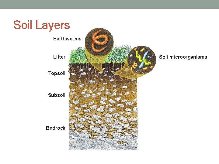 Soil Layers Earthworms Litter Topsoil Subsoil Bedrock Soil microorganisms 