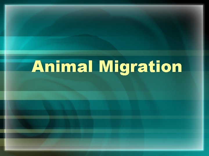 Animal Migration 