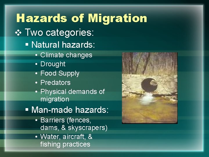 Hazards of Migration v Two categories: § Natural hazards: • • • Climate changes