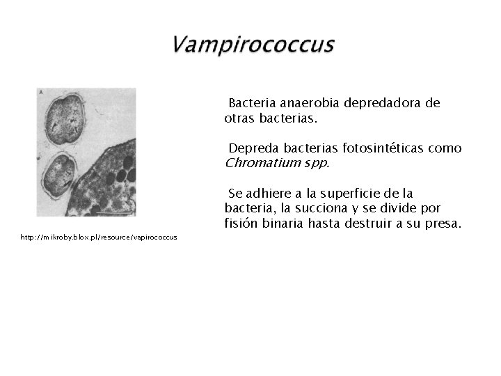 Bacteria anaerobia depredadora de otras bacterias. Depreda bacterias fotosintéticas como Chromatium spp. http: //mikroby.