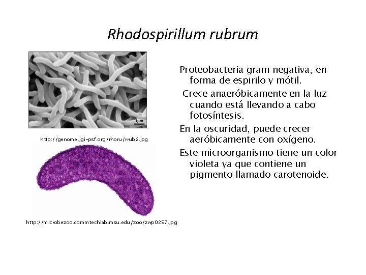 Rhodospirillum rubrum http: //genome. jgi-psf. org/rhoru/rrub 2. jpg http: //microbezoo. commtechlab. msu. edu/zoo/zwp 0257.