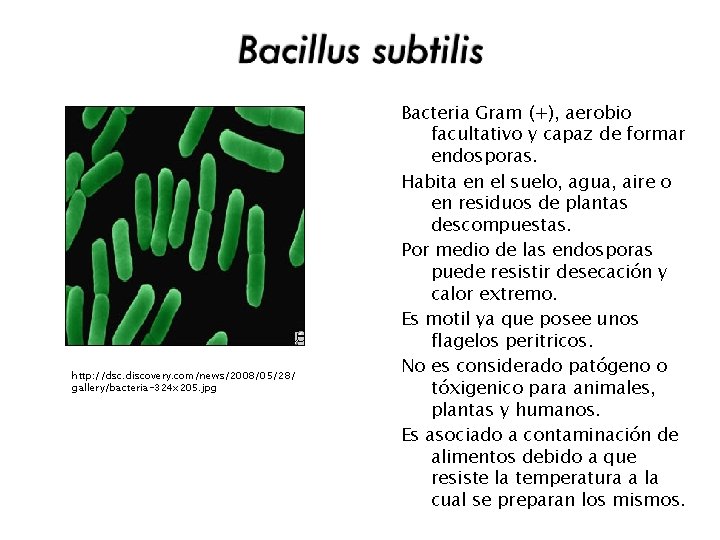 http: //dsc. discovery. com/news/2008/05/28/ gallery/bacteria-324 x 205. jpg Bacteria Gram (+), aerobio facultativo y
