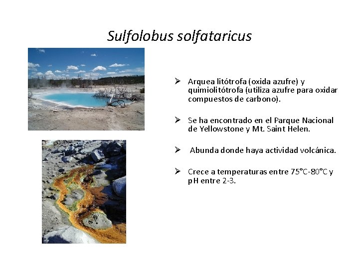 Sulfolobus solfataricus Ø Arquea litótrofa (oxida azufre) y quimiolitótrofa (utiliza azufre para oxidar compuestos