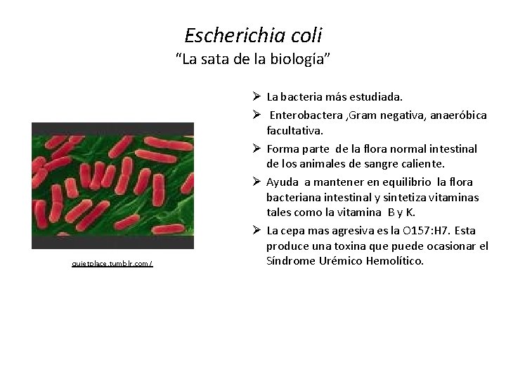 Escherichia coli “La sata de la biología” quietplace. tumblr. com/ Ø La bacteria más