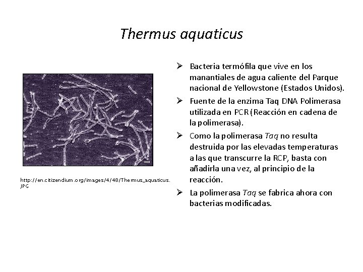 Thermus aquaticus http: //en. citizendium. org/images/4/48/Thermus_aquaticus. JPG Ø Bacteria termófila que vive en los