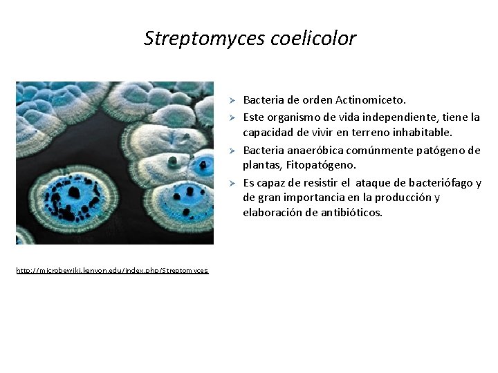 Streptomyces coelicolor Ø Ø http: //microbewiki. kenyon. edu/index. php/Streptomyces Bacteria de orden Actinomiceto. Este