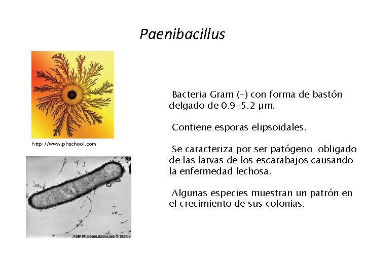 Paenibacillus Bacteria Gram (-) con forma de bastón delgado de 0. 9 -5. 2