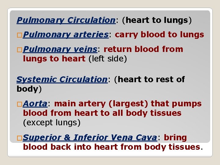 Pulmonary Circulation: (heart to lungs) �Pulmonary arteries: carry blood to lungs �Pulmonary veins: return